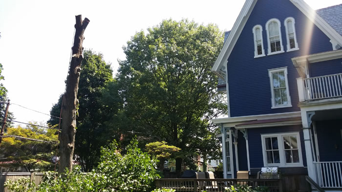 Tree Takedown in Doylestown, PA